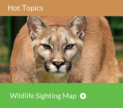 Hot Topic - Cougar Sighting Map